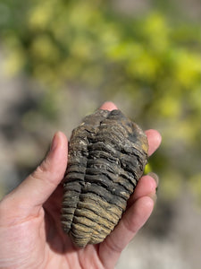 Real trilobite fossil for sale 