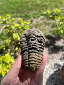 Ancient trilobite fossil