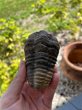 Load image into Gallery viewer, Trilobite fossil extinct 

