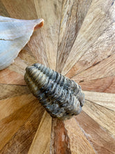Load image into Gallery viewer, Authentic trilobite fossil
