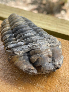 Genuine trilobite fossil 